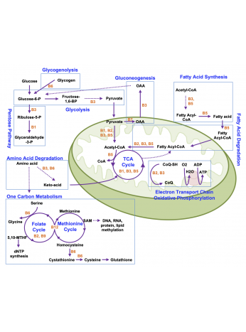 CMAK - Çocuk Metabolizma Hastalıkları Akademisi